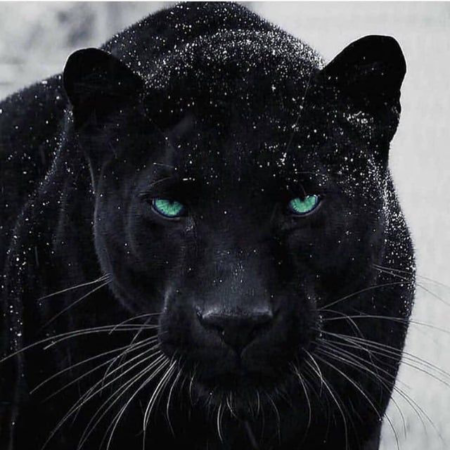 panther swap 3 green eyes panther swap 3 green eyes